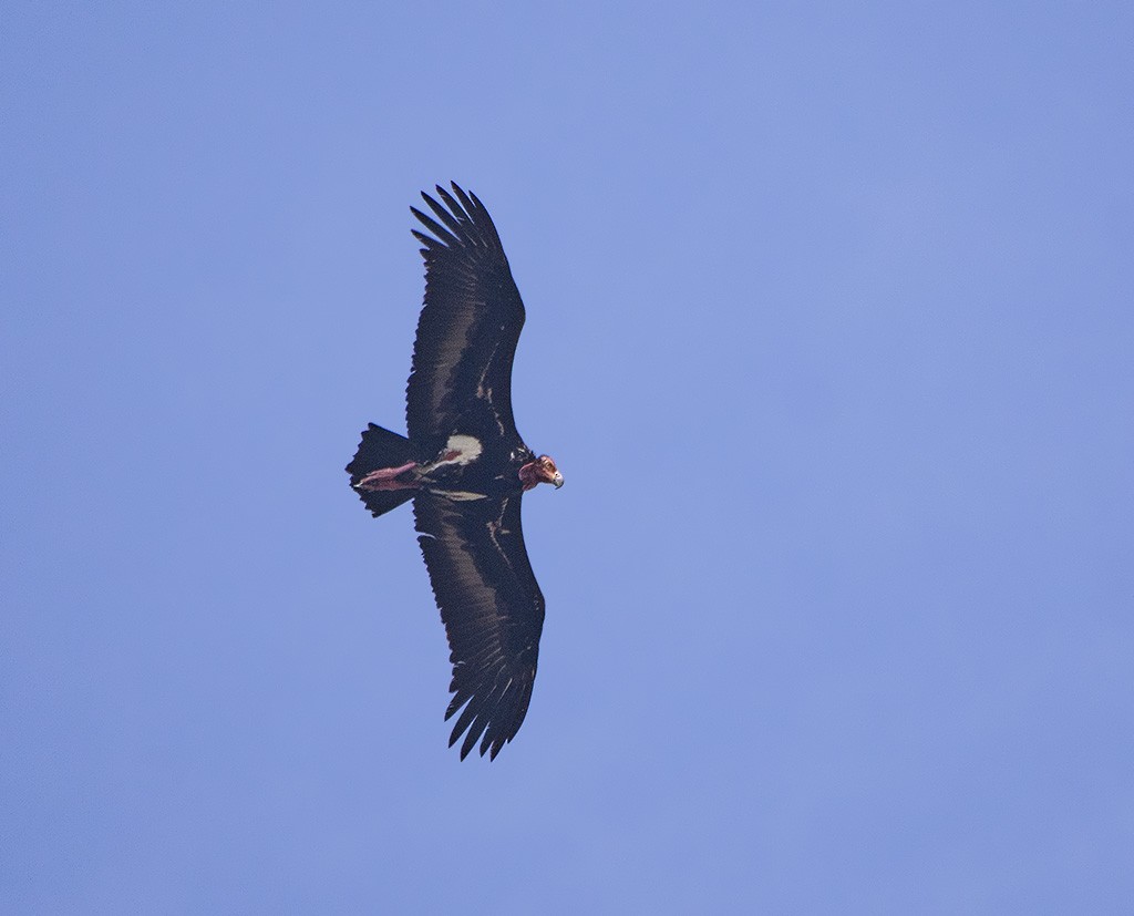 Red-headed Vulture - ML615817064
