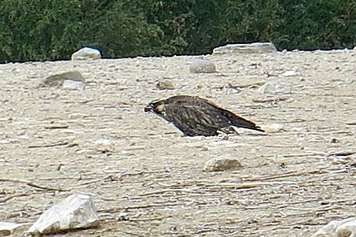 Peregrine Falcon (Tundra) - ML615817088