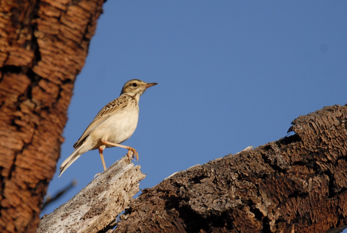 African Pipit - ML615817094