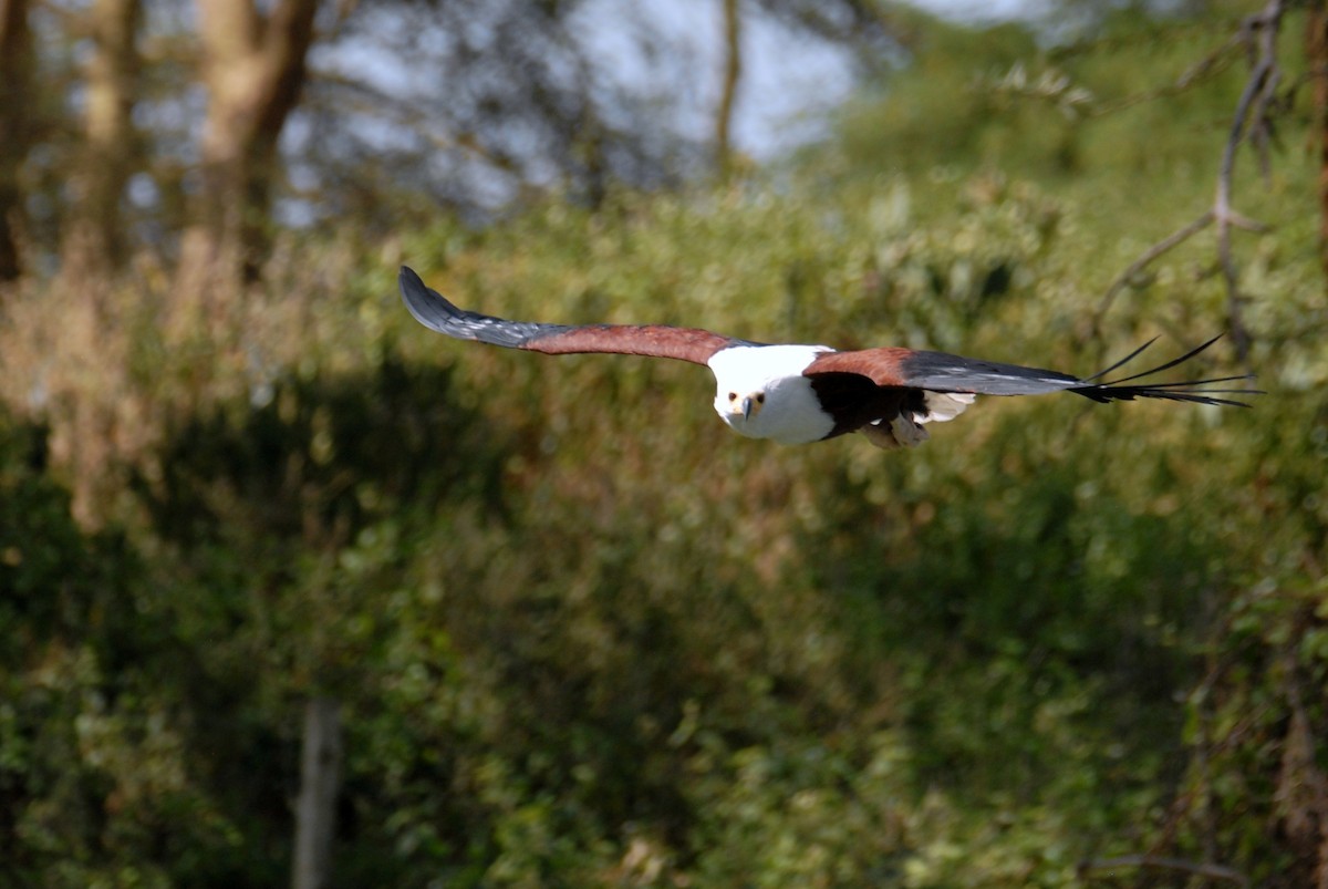 African Fish-Eagle - ML615817111