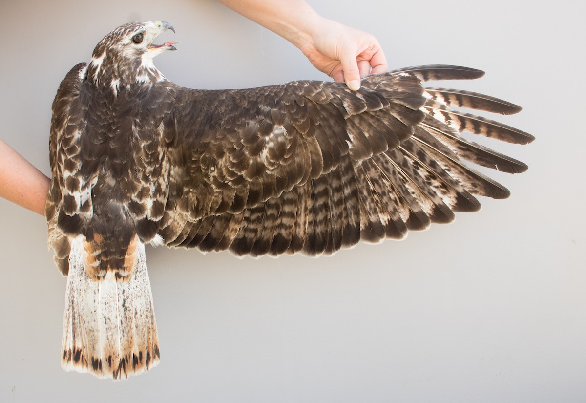Red-tailed Hawk (Harlan's) - ML615817139