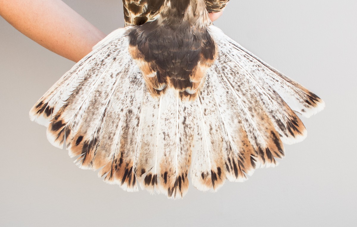 Red-tailed Hawk (Harlan's) - ML615817142