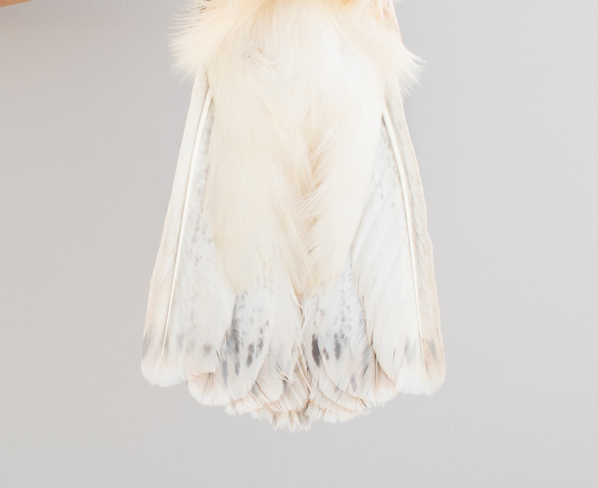 Red-tailed Hawk (Harlan's) - Nicole Richardson