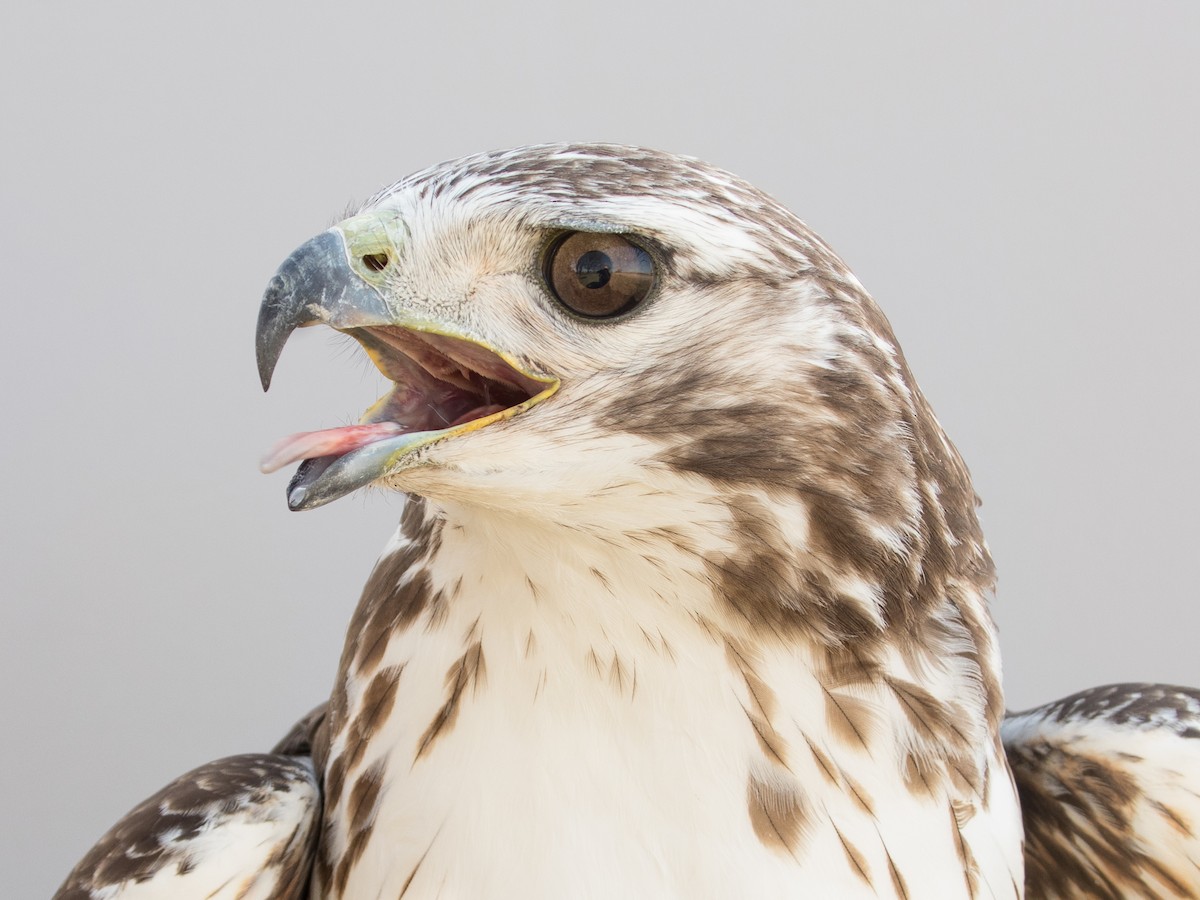 Red-tailed Hawk (Harlan's) - ML615817158