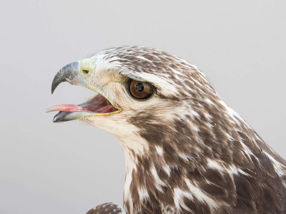 Red-tailed Hawk (Harlan's) - ML615817159