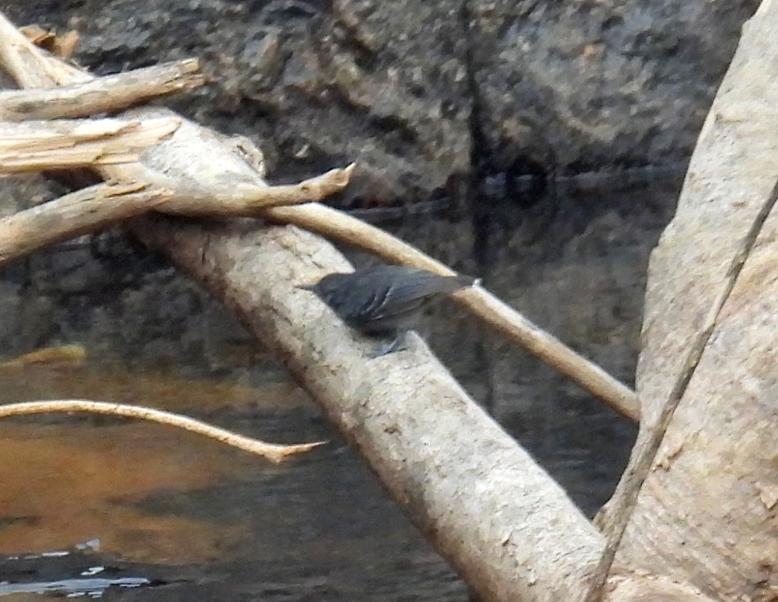 Black-chinned Antbird - ML615817200