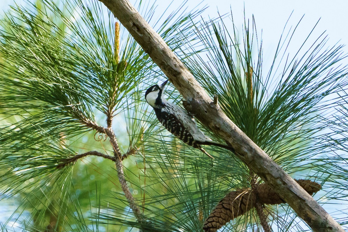 Red-cockaded Woodpecker - Darrin Menzo