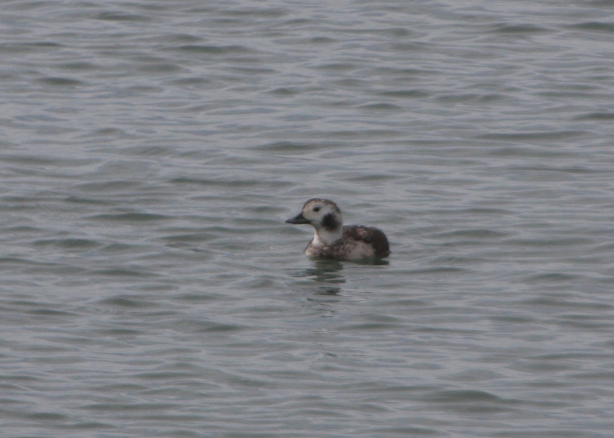 Long-tailed Duck - ML615817329