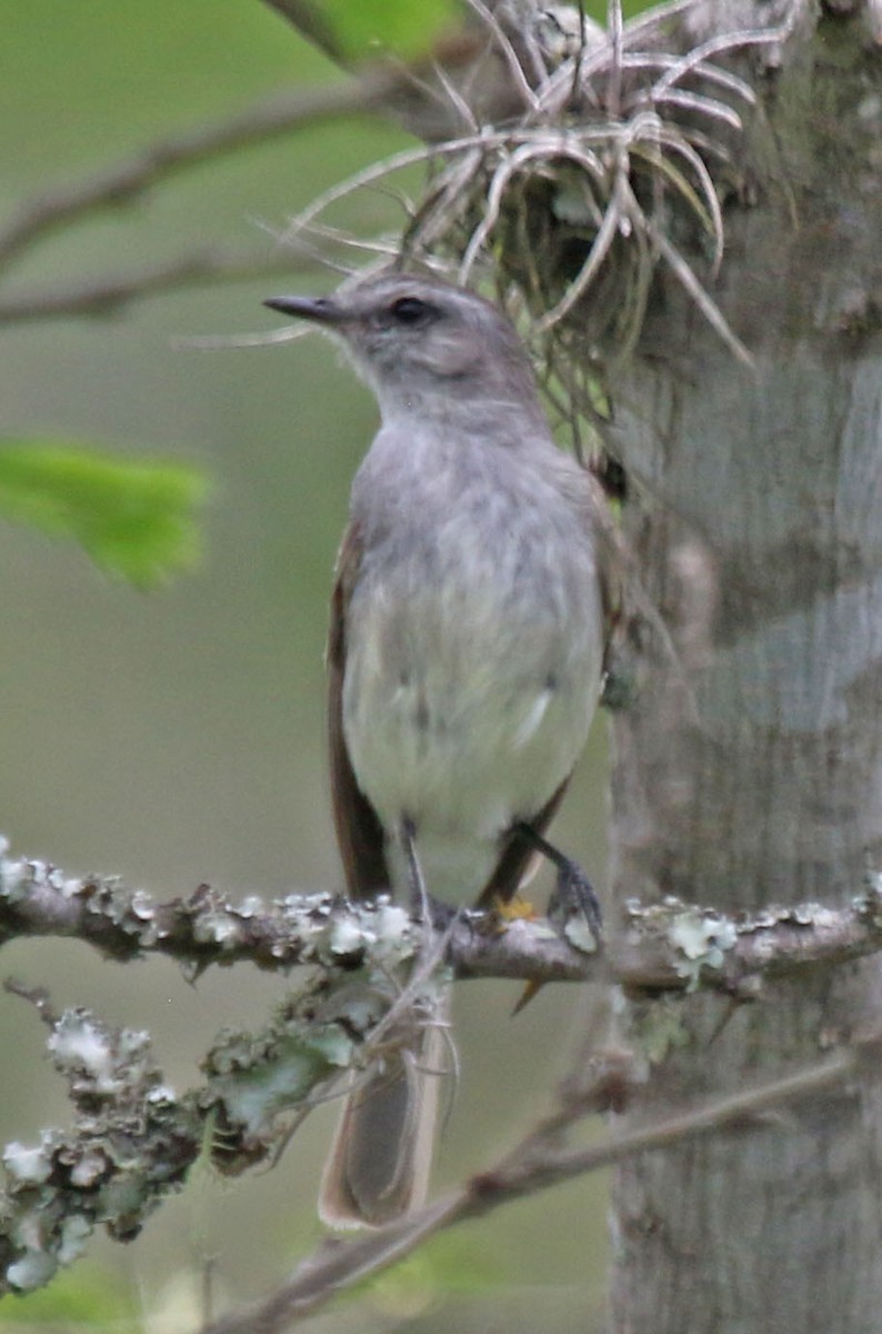 Tumbes Tyrannulet - Joan and/or George Sims