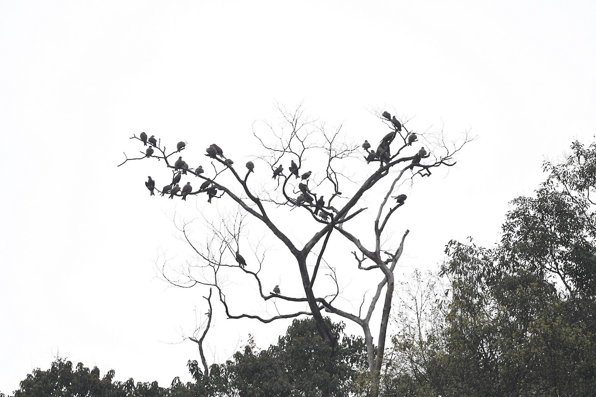 Black Kite (Black-eared) - ML615817472