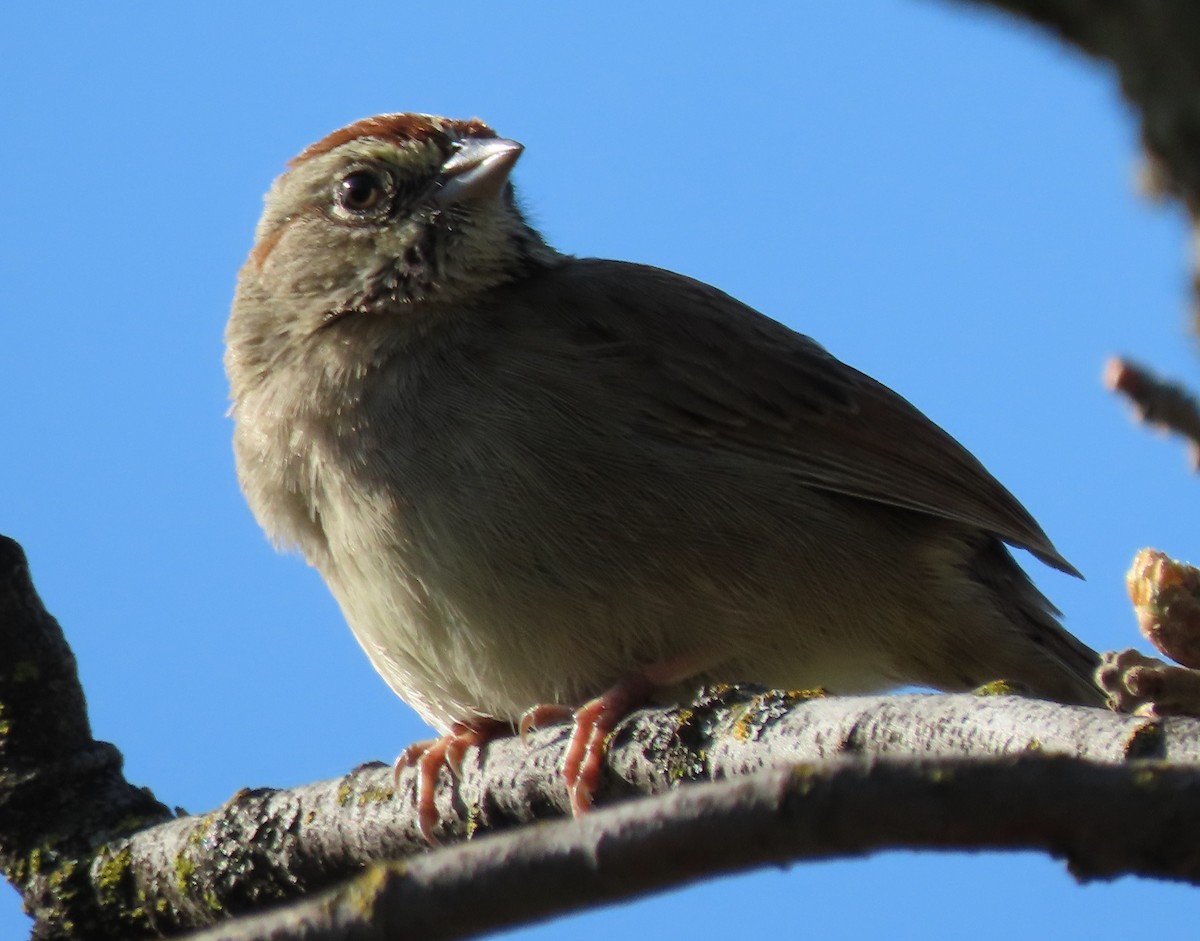 Rufous-crowned Sparrow - ML615817594