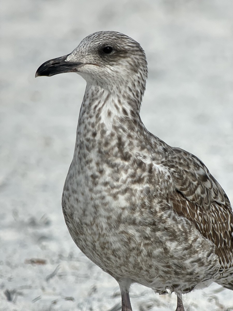 Lesser Black-backed Gull (graellsii) - ML615817675