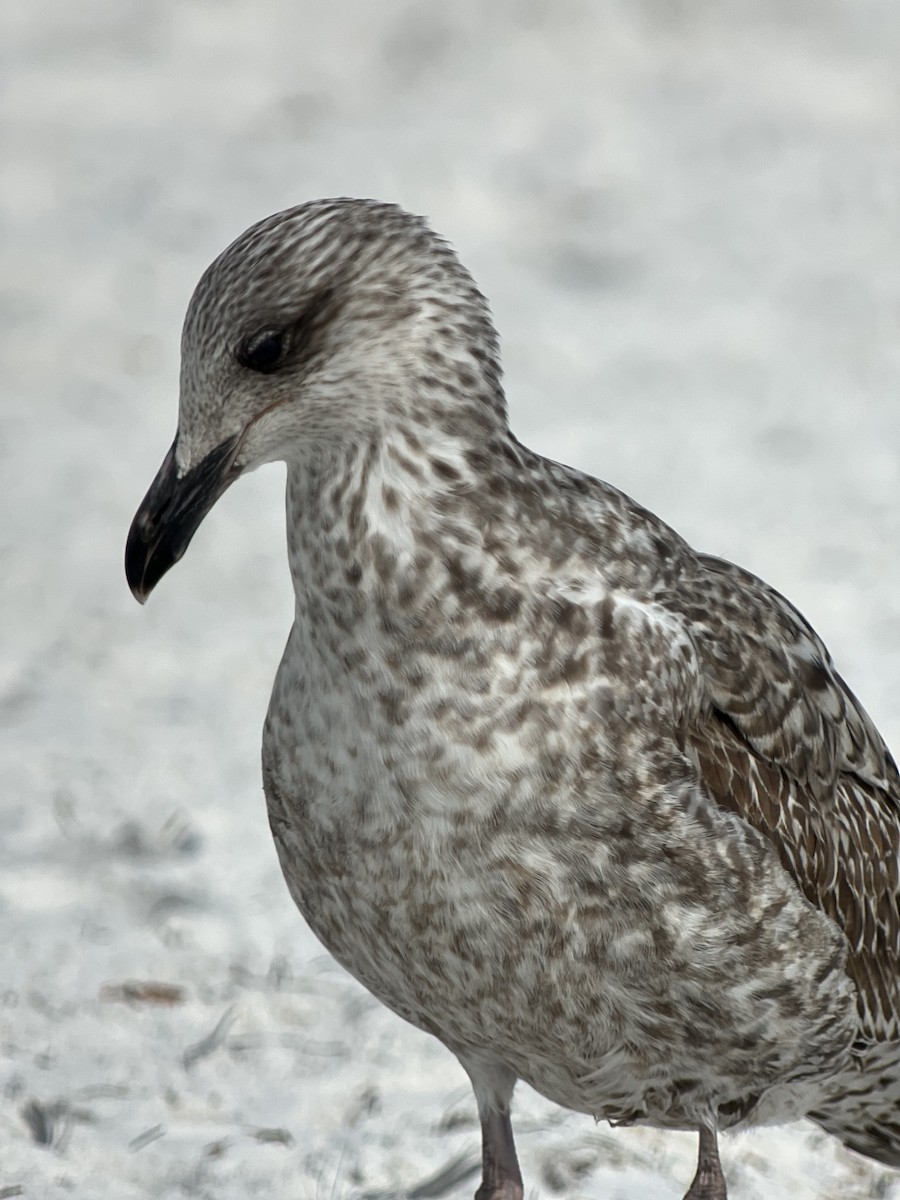 Lesser Black-backed Gull (graellsii) - ML615817676