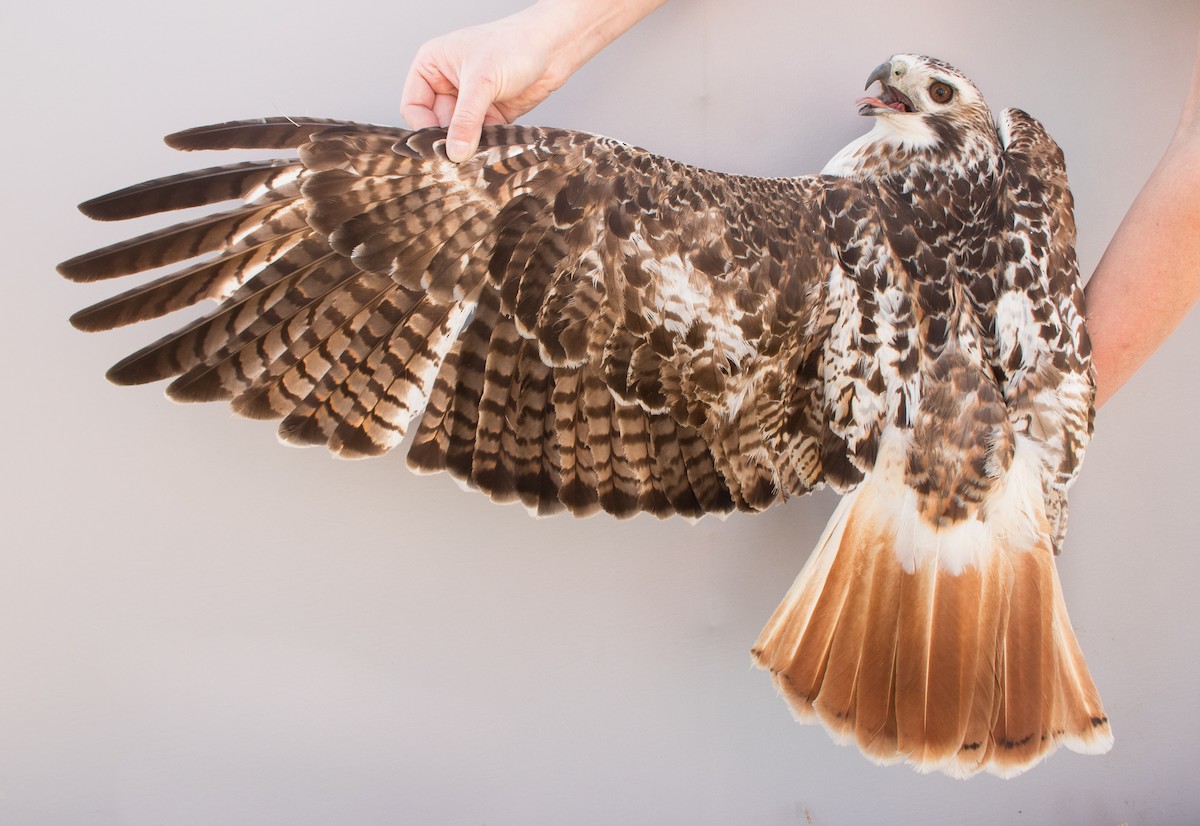Red-tailed Hawk (Krider's) - ML615817740