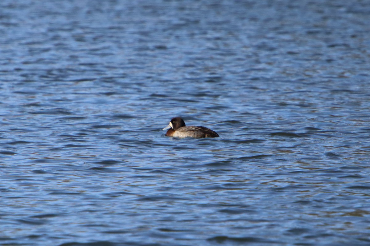 Greater Scaup - ML615817775