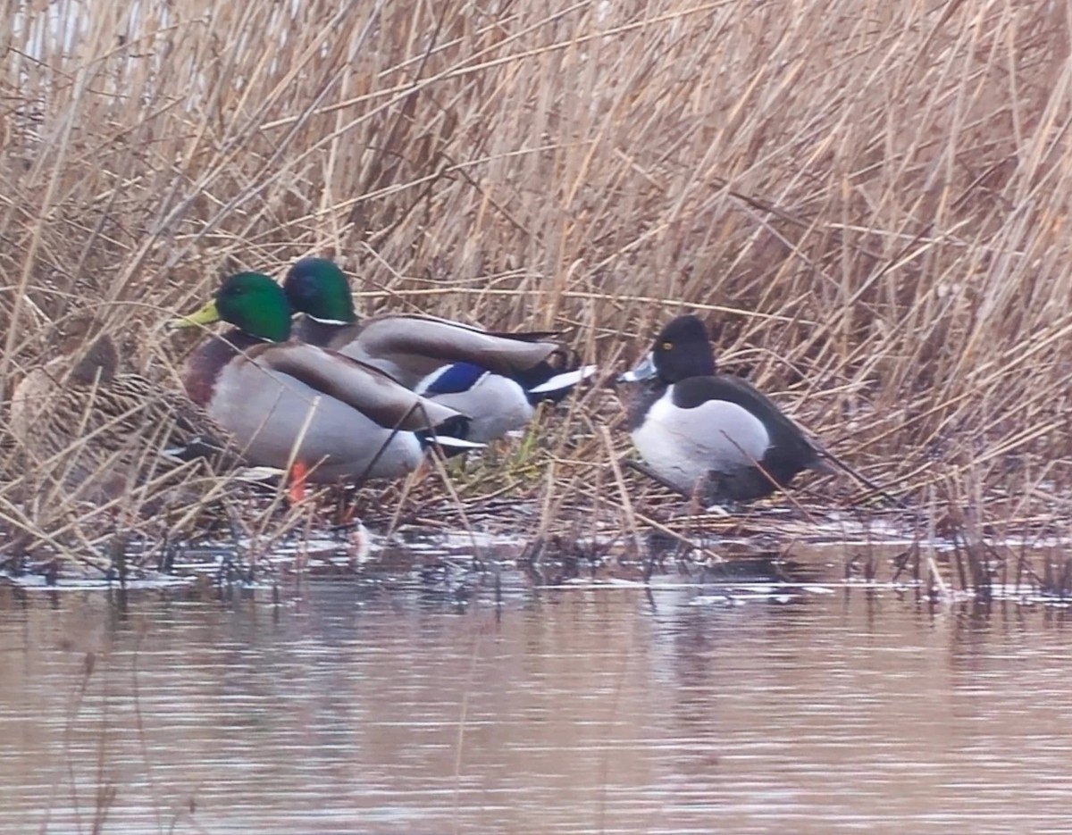 Ring-necked Duck - ML615817955