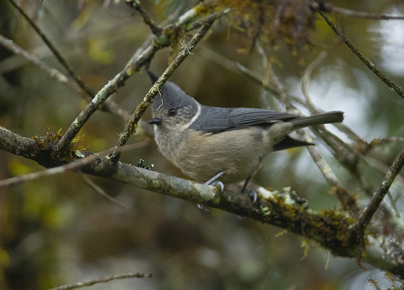 Gray-crested Tit - ML615818098