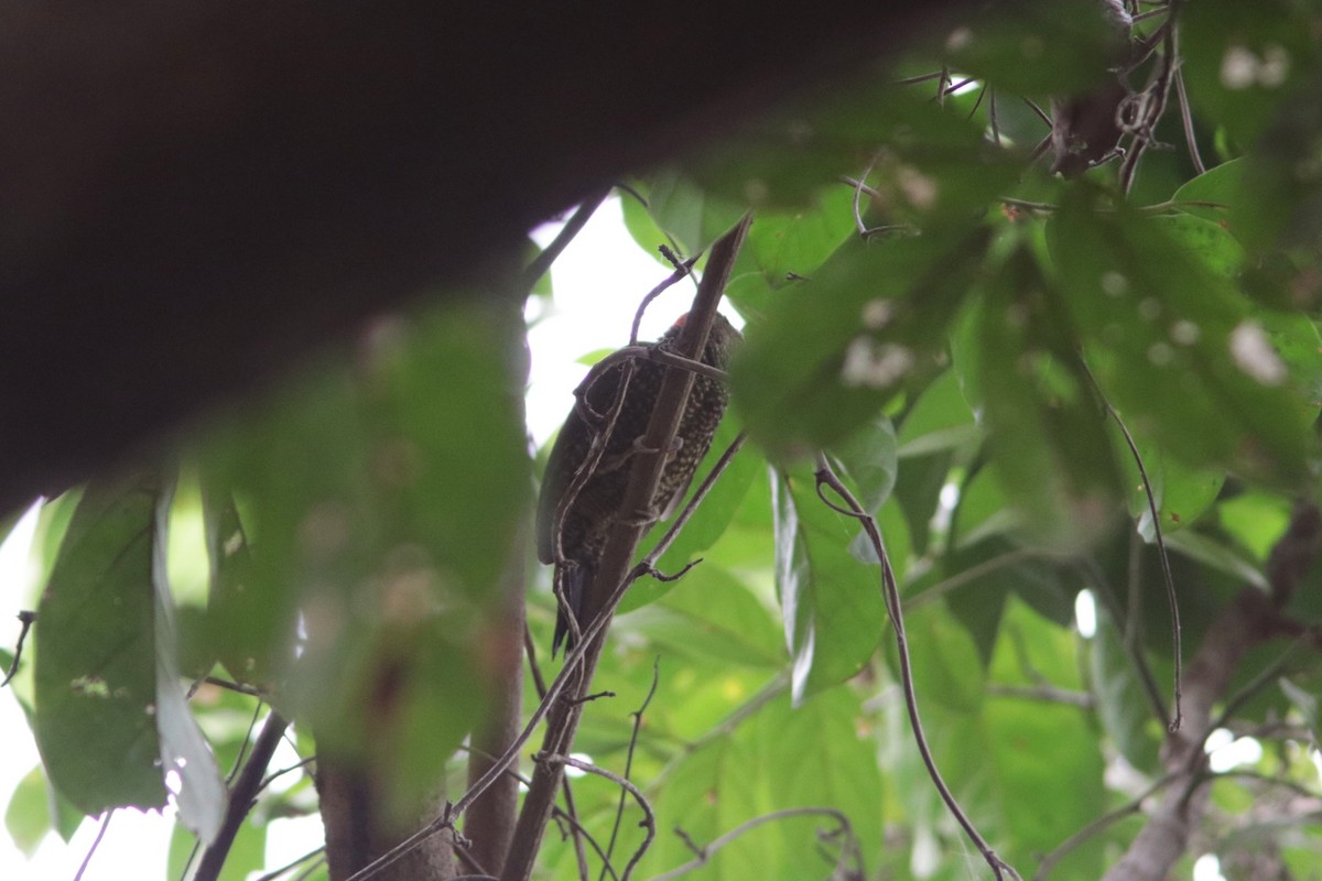 Buff-spotted Woodpecker - ML615818300