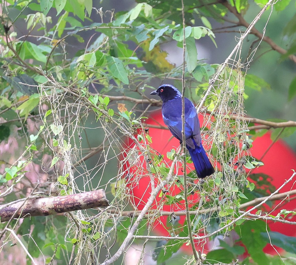 Philippine Fairy-bluebird - ML615818328
