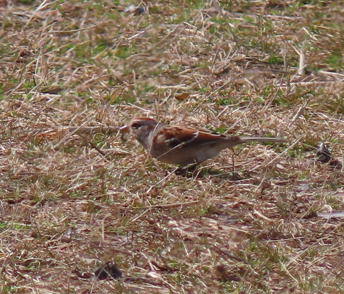 Field Sparrow - ML615818406