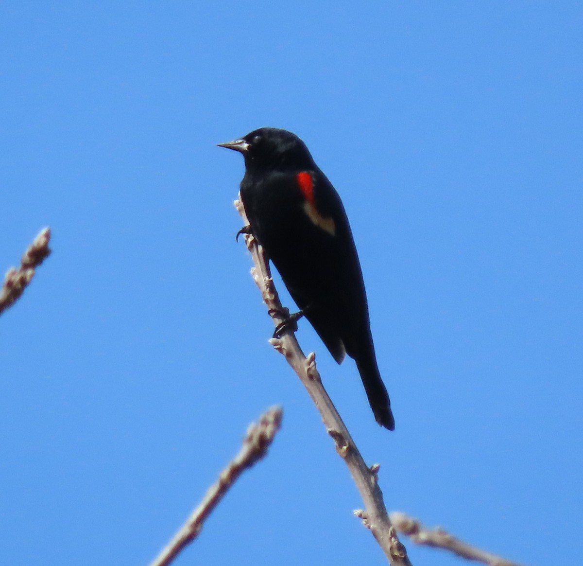 Red-winged Blackbird - ML615818408