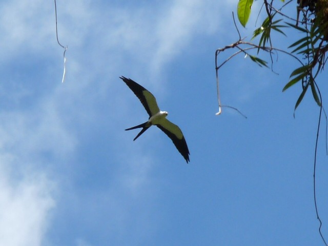 Swallow-tailed Kite - ML61581851