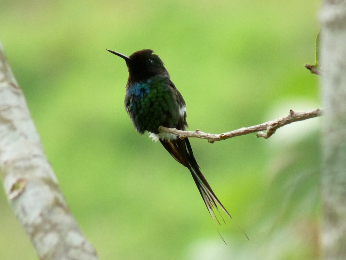 kolibřík trnoocasý - ML61581861