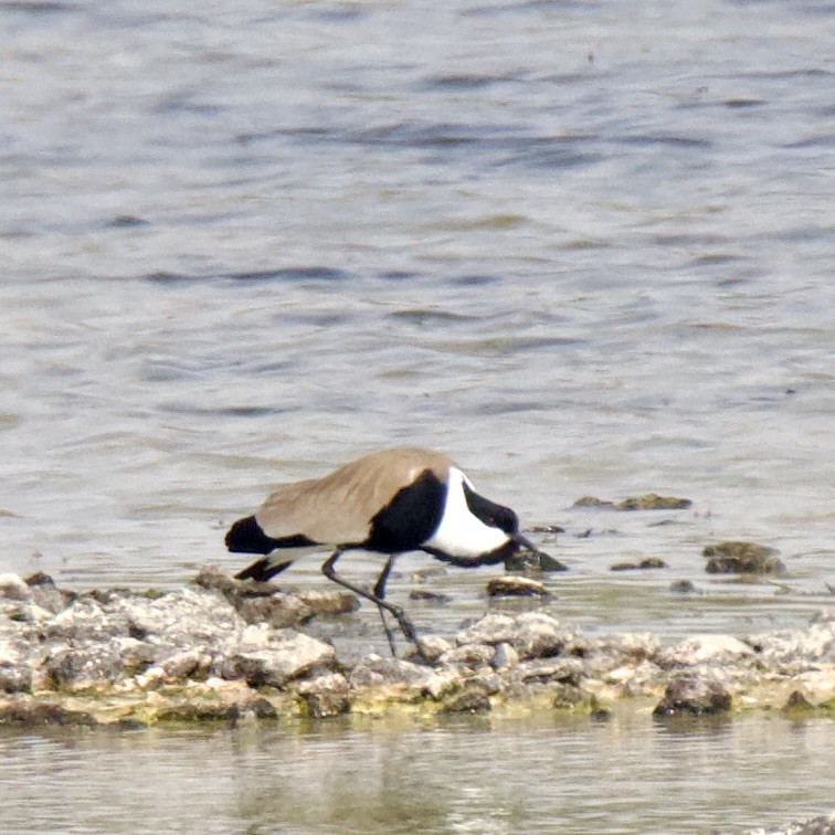 Spur-winged Lapwing - Chris Limbach
