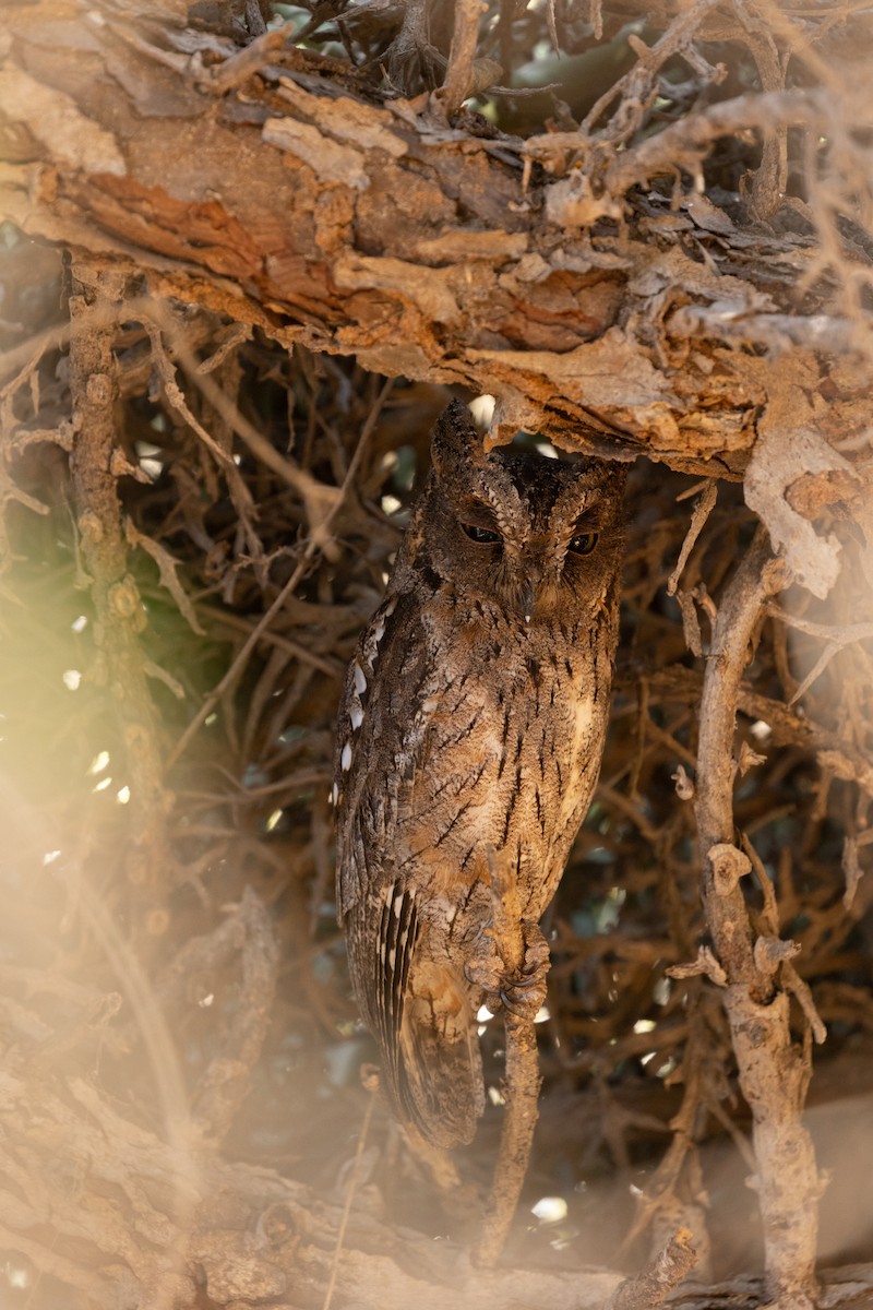 Madagascar Scops-Owl (Torotoroka) - ML615818868