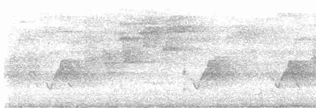 Rufous-tailed Hummingbird - ML615818932