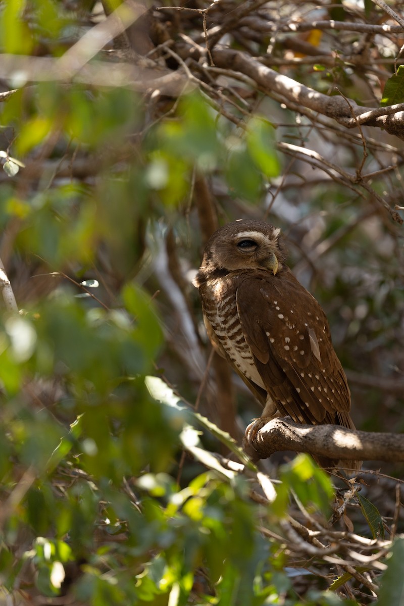 White-browed Owl - ML615819151