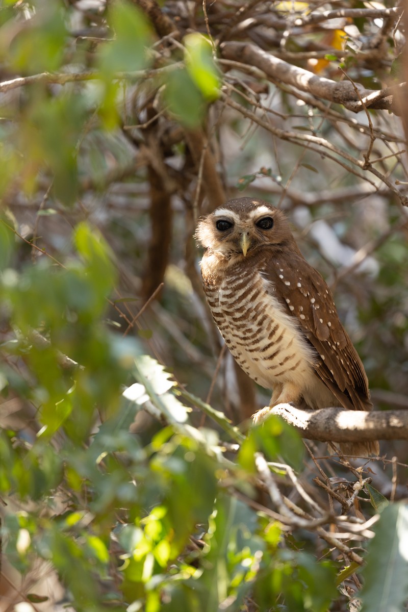 White-browed Owl - ML615819160