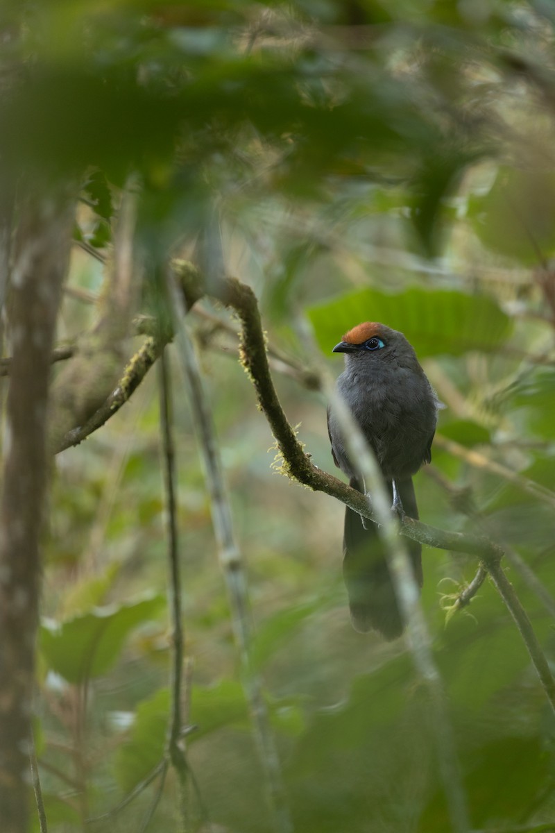 Red-fronted Coua - ML615819207