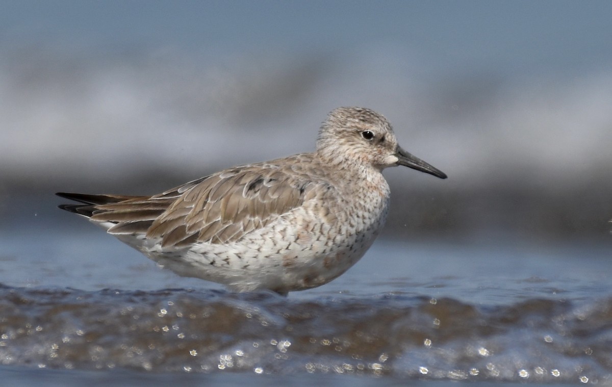 Red Knot - ML615819472