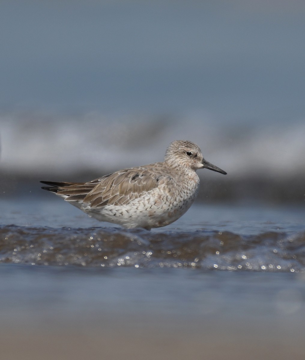 Red Knot - ML615819473