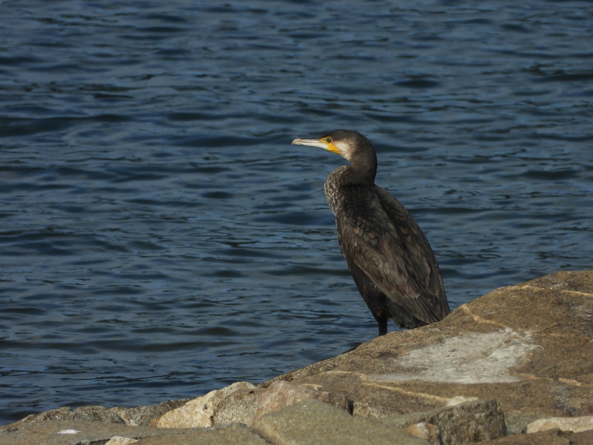 Great Cormorant - ML615819544