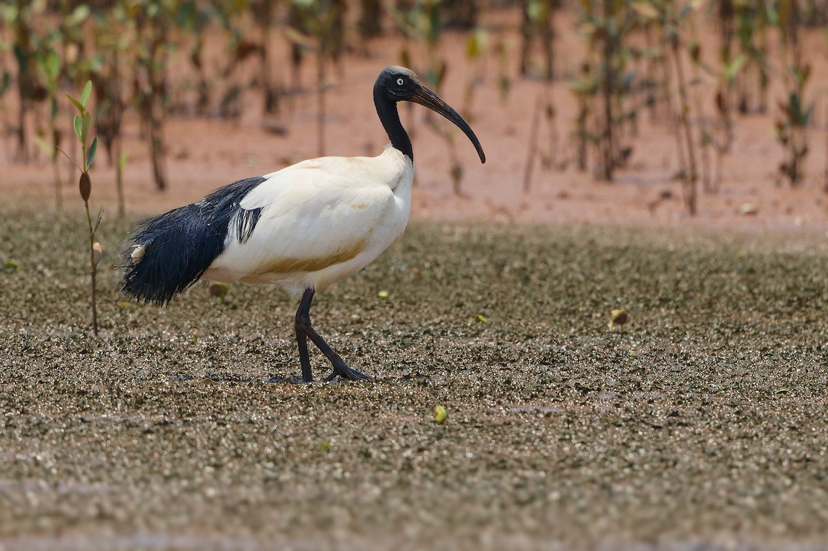 ibis bledooký - ML615819760