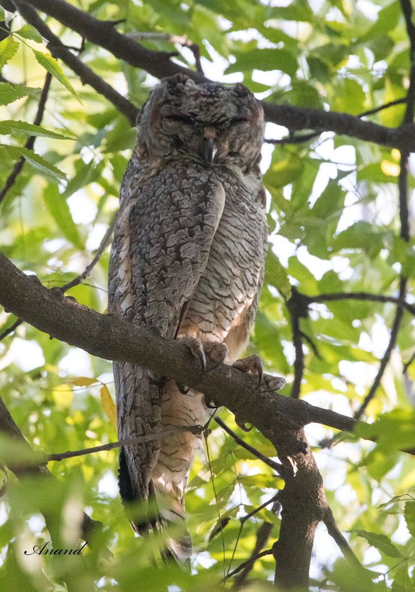 Mottled Wood-Owl - ML615819799