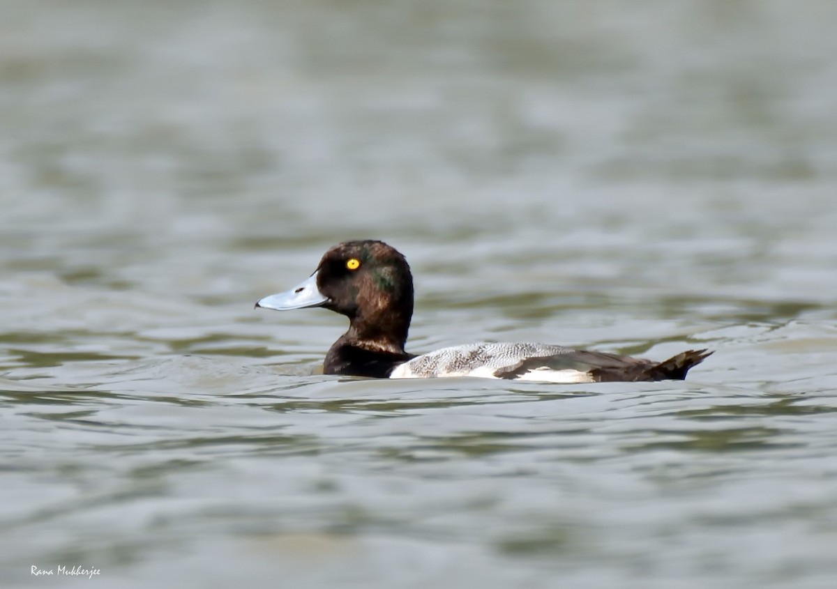Greater Scaup - ML615819817