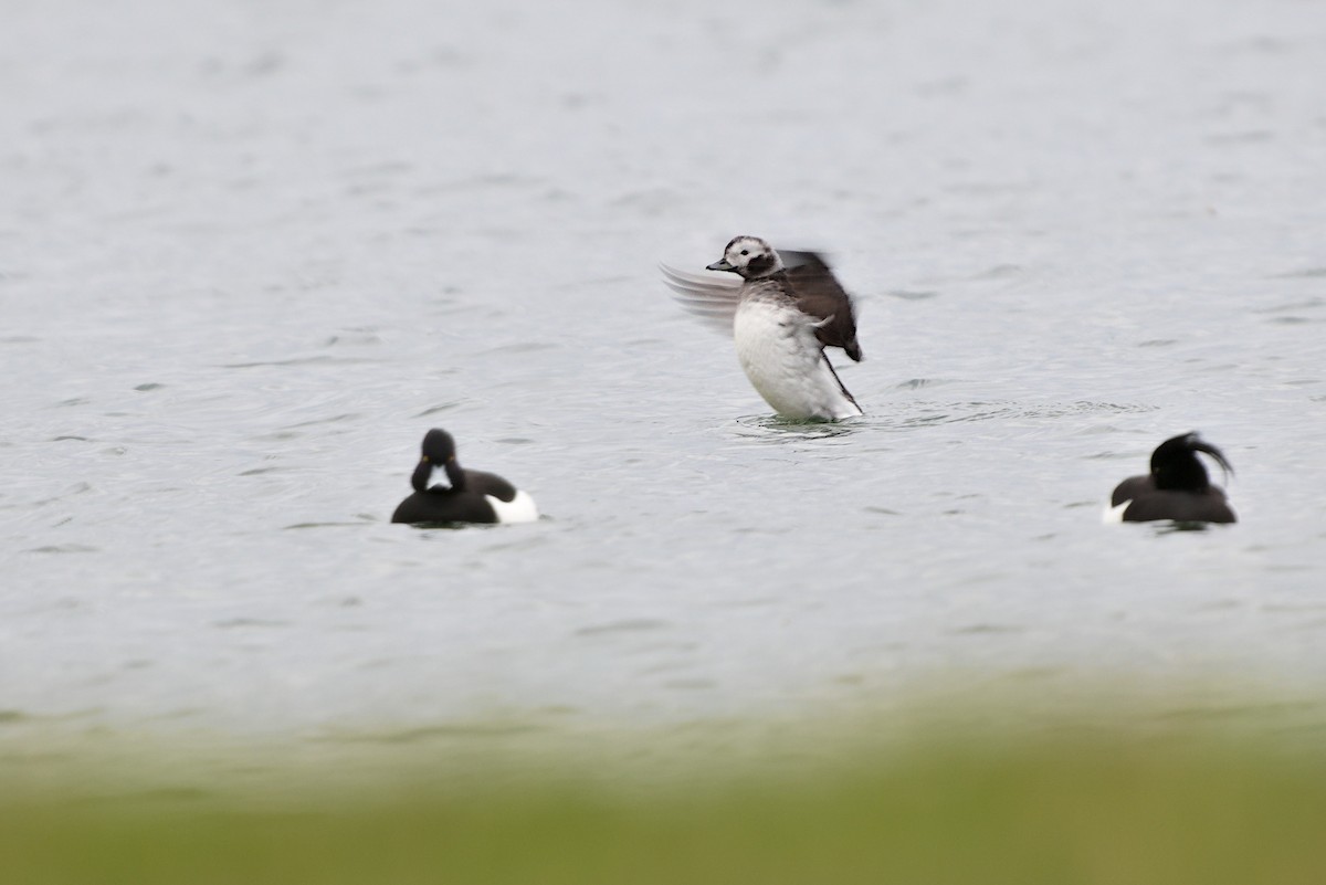Long-tailed Duck - ML615820166