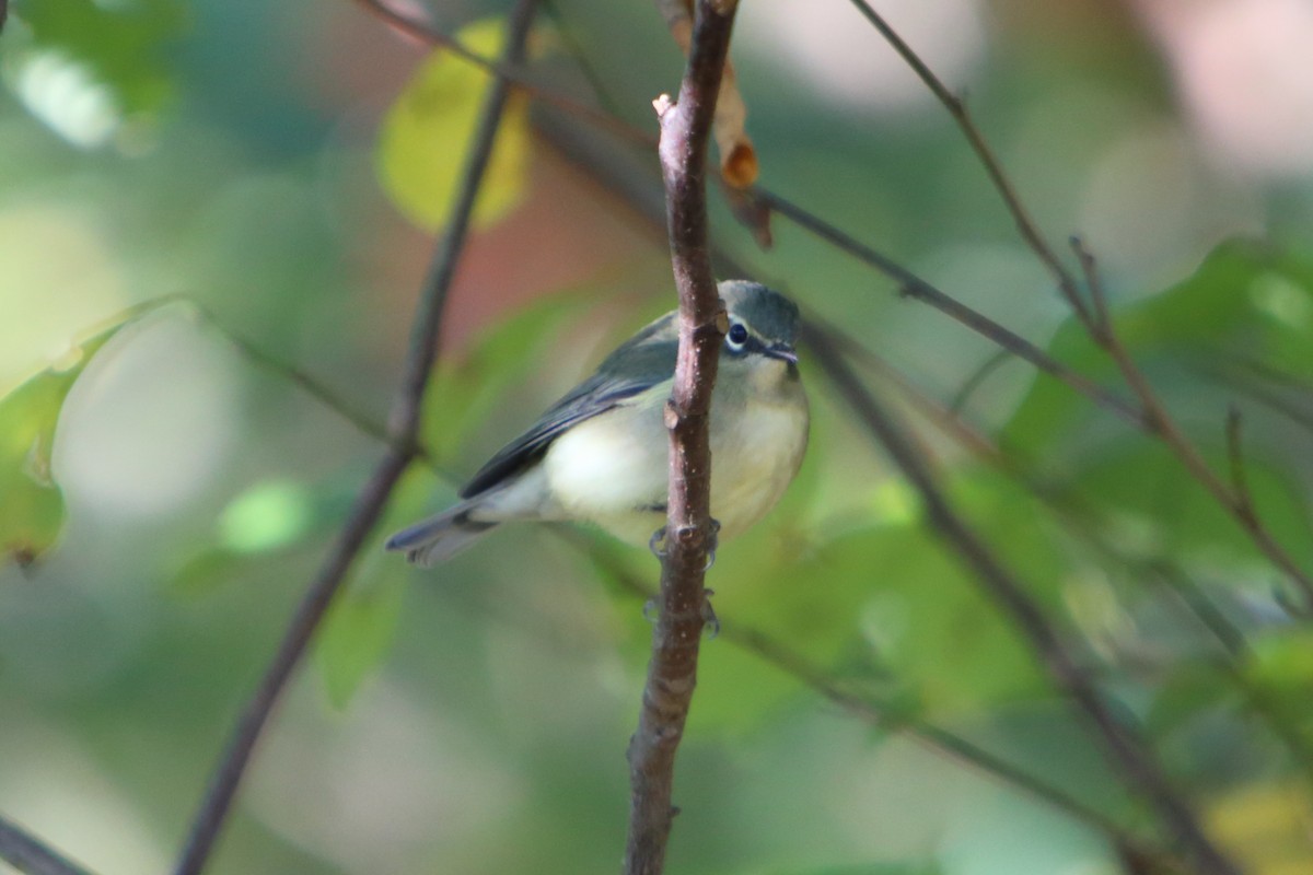 Black-throated Blue Warbler - Yiming Qiu
