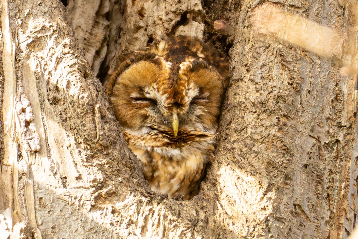 Tawny Owl - ML615820271