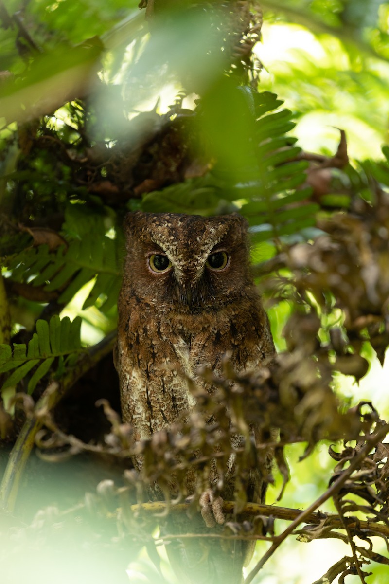 Madagascar Scops-Owl (Rainforest) - ML615820325