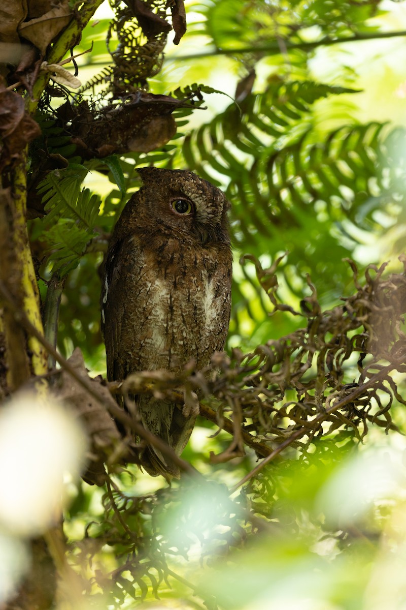Madagascar Scops-Owl (Rainforest) - ML615820347