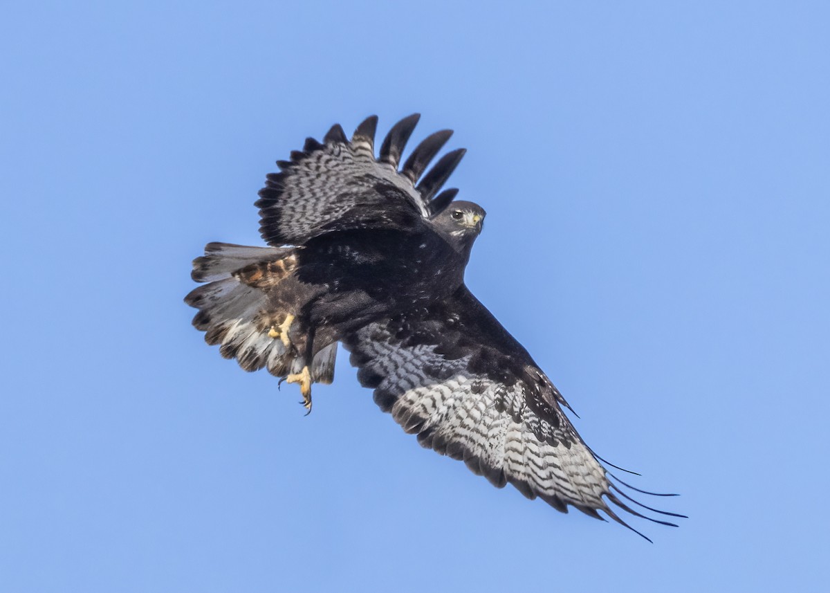 Red-tailed Hawk (Harlan's) - ML615820462