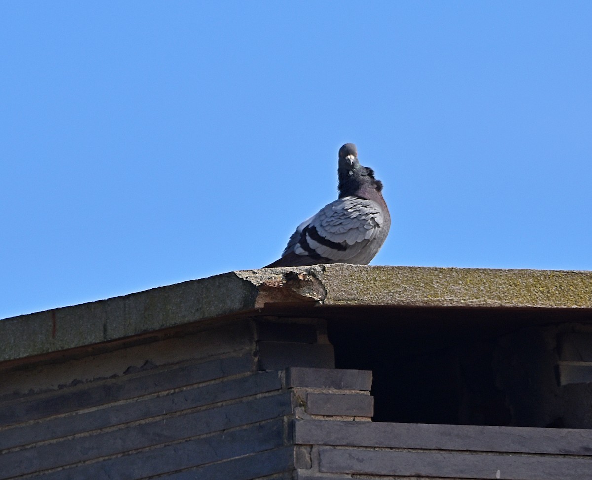 Rock Pigeon (Feral Pigeon) - ML615820485
