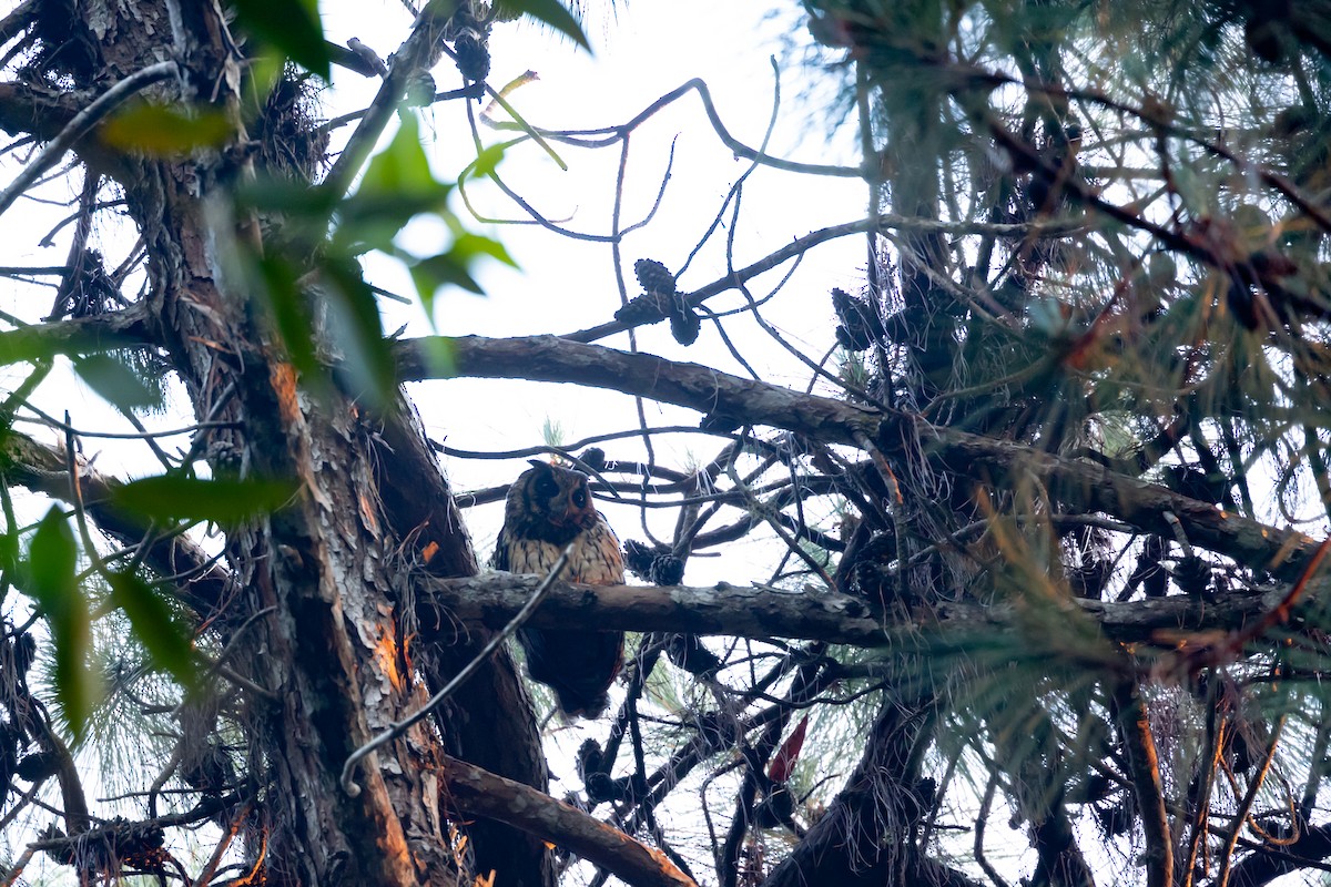 Madagaskar Kulaklı Baykuşu - ML615820519