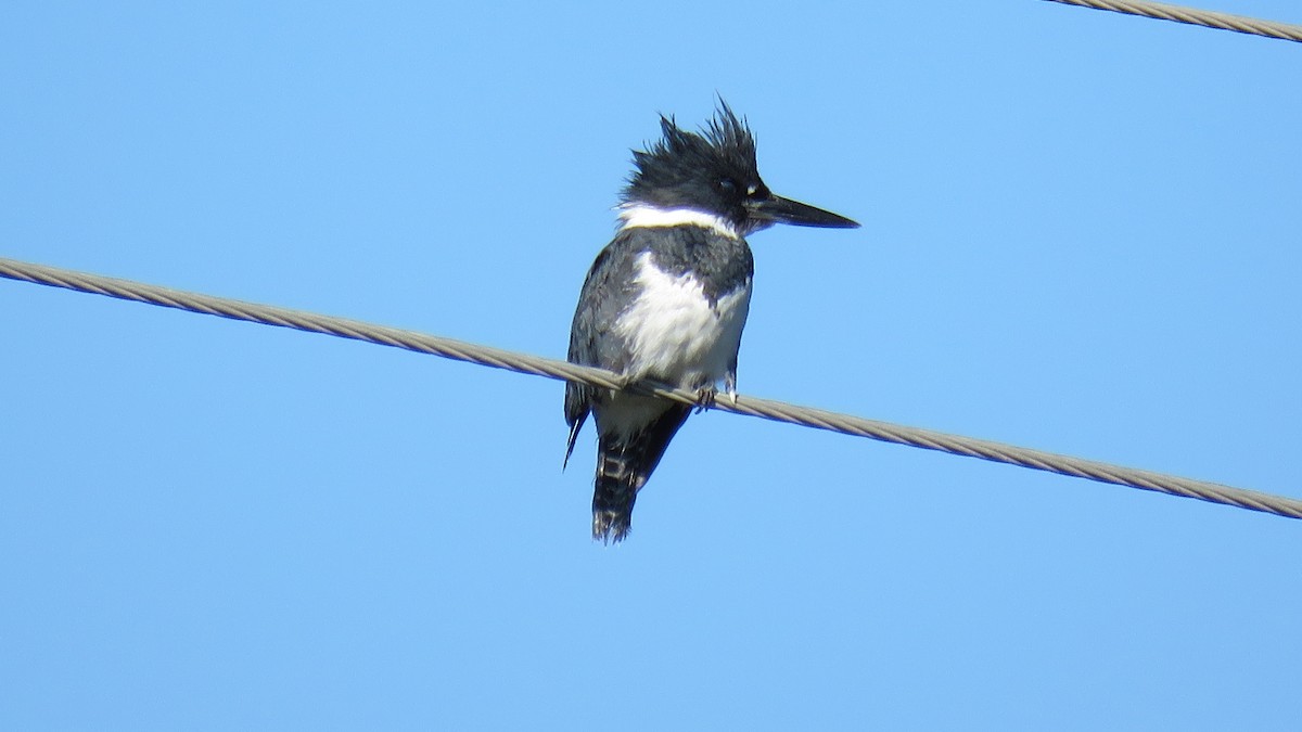 Belted Kingfisher - ML615820724
