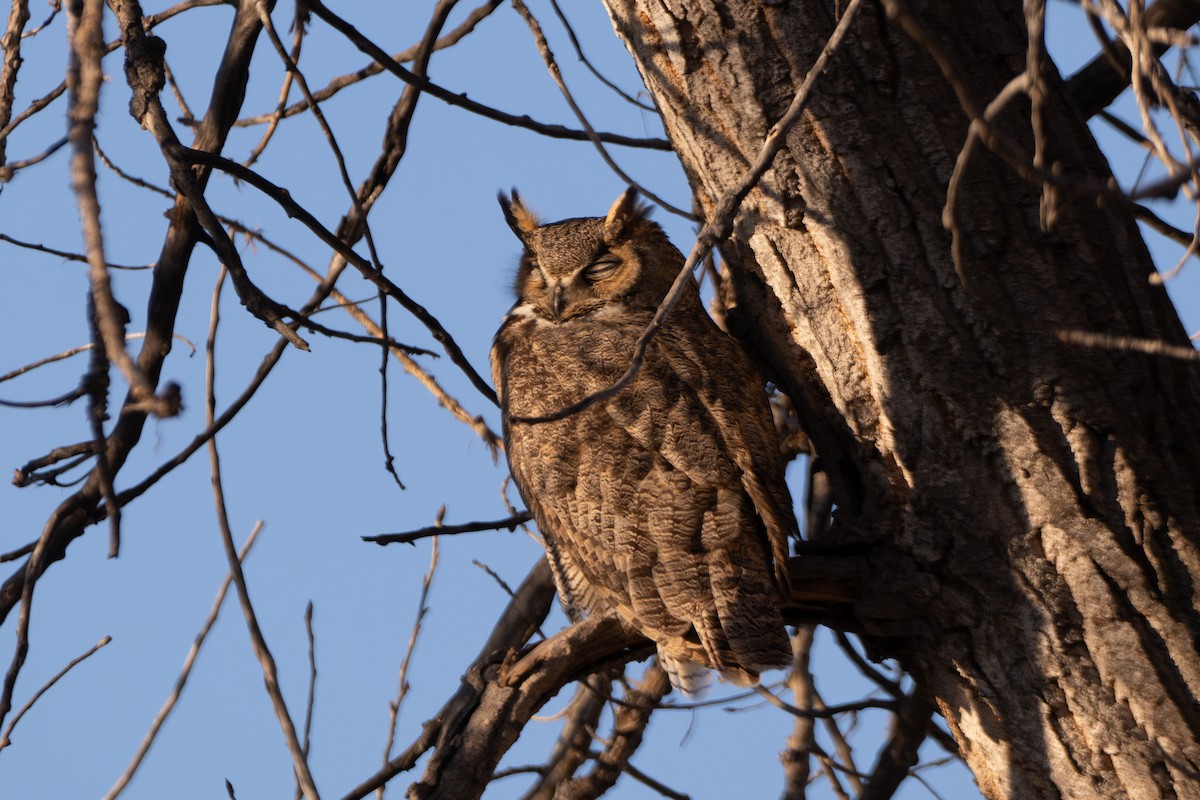 Great Horned Owl - ML615820755