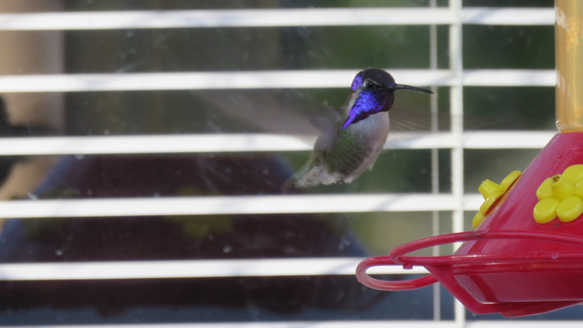 Costa's Hummingbird - ML615820772